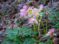 Größere Gruppe Schneerosen Blüten